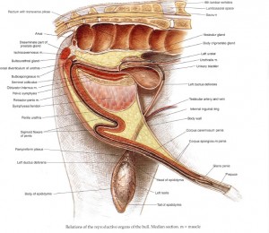 Figure 3 : Schéma anatomique de l’appareil reproduction du taureau – Référence bibliographique n°27, page 46