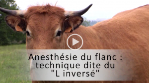 vignette L inversé