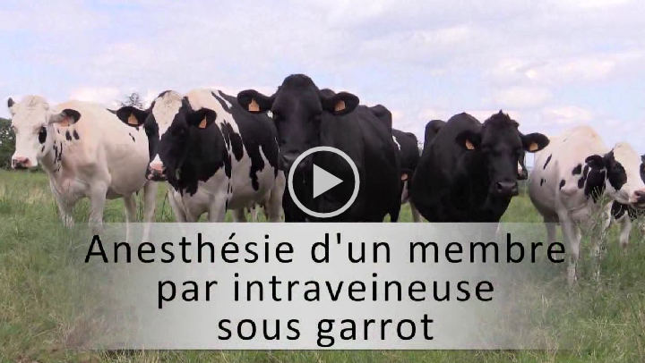 vignette membre sous garrot